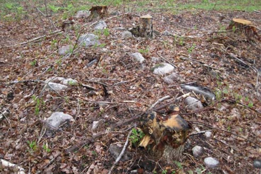 Stubbar utspridda på en skogsmark, omgivet av torra löv och grenar, med några stenar synliga i bakgrunden. Nya gröna skott börjar växa genom markens täcke, vilket indikerar ett tidigt vårtecken i skogen.