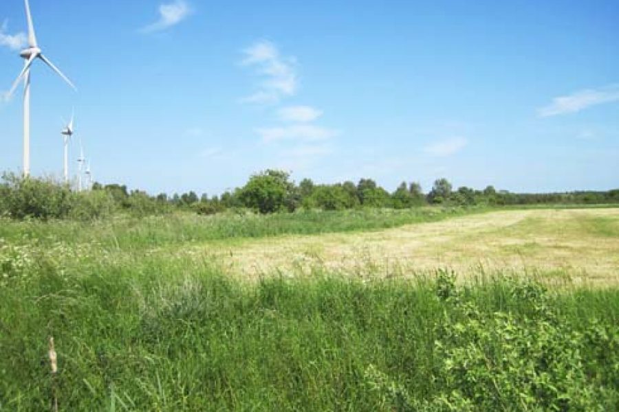 Vindkraftverk står i rad på en grön äng under en klarblå himmel. Högt gräs omger det klippta fältet, och buskar syns i bakgrunden. Solsken belyser de vitmålade turbinerna, vilket ger en känsla av lugn och naturharmoni.