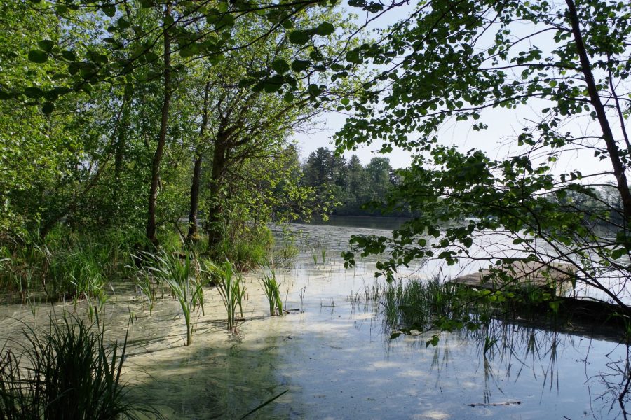 Lummig vegetation vid sjökant med grönskande träd och vass, inramar en stilla vattenyta. Solen filtreras genom lövverket, skapar speglingar i vattnet. Träbrygga sträcker sig ut i sjön, bjuder in till rofylldhet.