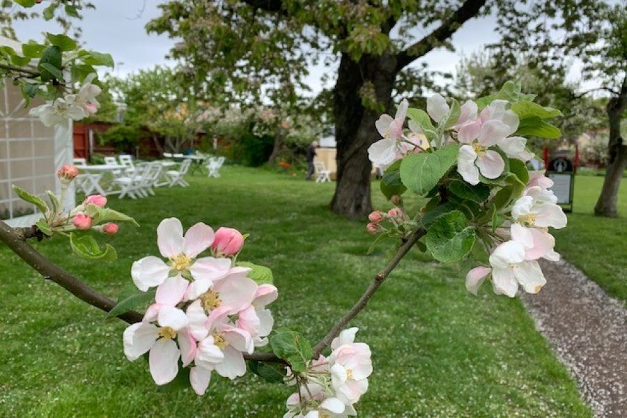 Blommande äppelträdgren i förgrunden med vita och rosa blommor, i en grönskande trädgård med grönt gräs och en grusstig. I bakgrunden syns trädgårdsmöbler och ytterligare träd under en molnig himmel.