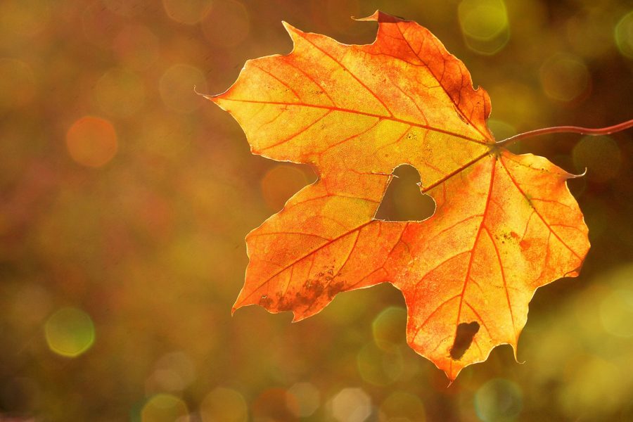 Ett orange-guldfärgat lönnlöv svävar i förgrunden med ett hjärtformat hål i mitten. Bakgrunden är oskarp och prickig i varma höstfärger, vilket skapar en känsla av lugn höststämning.